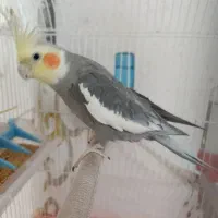 عروس وکوتوله|پرنده|ابریشم, |دیوار