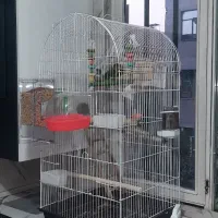 طوطی برزیلی فیشر