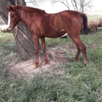 فروش‌اسب‌‌