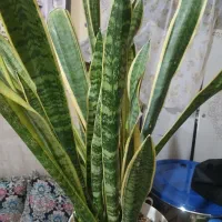 گل طبیعی سانسوریا