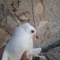 دمبی|پرنده|دهدشت, |دیوار