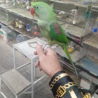 شاه طوطی اهلی سخنگو|پرنده|تبریز, |دیوار