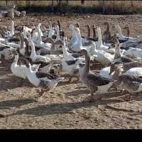 فروش قاز ها محلی|حیوانات مزرعه|ارومیه, |دیوار