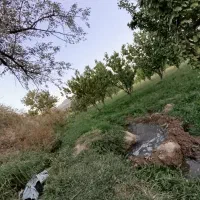 باغ 2200 متری سریک|فروش دفتر صنعتی، کشاورزی، تجاری|ماهنشان, |دیوار