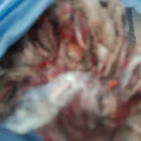 پنبه وبرقالی مخلوط