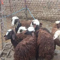 بره نر ماده غزل افشار|حیوانات مزرعه|خرمآباد, |دیوار