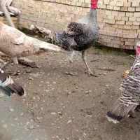 بوقلمون محلی نر