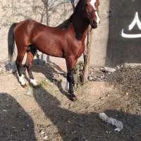 دره شور زیر قیمت بی نظیر شجره دار به شرط کارشناسی