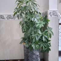 گل طبیعی|گل و گیاه طبیعی|جوانرود, |دیوار