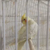 عروس پاریس سخنگو