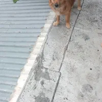 سگ پاکوتاه ماده شیتزو روباهی