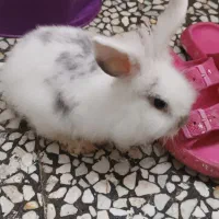 خرگوش نژاد جرسی