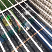 مرغ عشق|پرنده|کرج, ساسانی (قلمستان)|دیوار