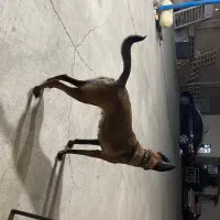 مالینیوز درجه یک تربیت شده حرفه ای