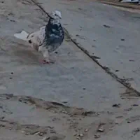 گمشده|اشیا|کاشان, امام خمینی|دیوار