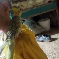 عروس هلندی دستی ماده