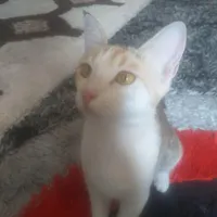 واگذاری روزانه همراه هزینه