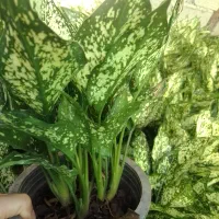 گل آگلونما برفی چند بوته سطل ۳ ریشه پر