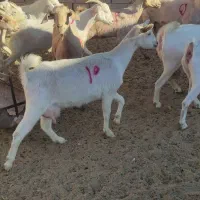 بزسانن|حیوانات مزرعه|درمیان, |دیوار