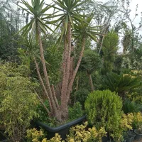 اصول نگهداری گیاهان داخلی و بیرونی|خدمات باغبانی و درختکاری|تهران, قلهک|دیوار