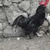 مرندی،خروس سیاه