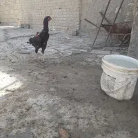 مرغ لاری