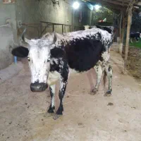 گاو گوساله سالم