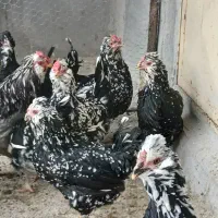 مرغ و خروس گلین