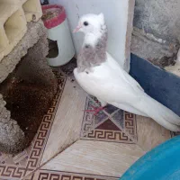 کفش وکبوتر فروشی