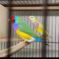 فنچ گلدین|پرنده|شیراز, قصرالدشت|دیوار