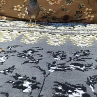 مینا افغانی اصل