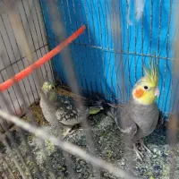 عروس هلندی|پرنده|مشهد, كنويست|دیوار