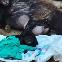 فروش یک راس میش سیمنتال پر شیر .دوقلو زا|حیوانات مزرعه|مینودشت, |دیوار