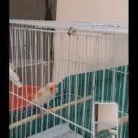 قناری نر مست روانی ،ماده بلندوکشیده آماده