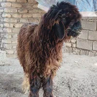 بره