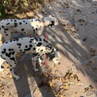 سگ نژاد دالمیشن|سگ|دماوند, دماوند|دیوار
