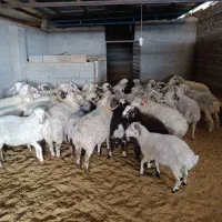 بره ی نر 52078