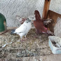 ۹عدد گرفتنی مخلفه جون|پرنده|کاشان, گریه|دیوار