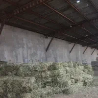 یونجه و کاه بغدادی