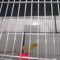 قناری بلند|پرنده|فولادشهر, مسکن مهر فولادشهر|دیوار