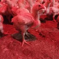 جوجه گوشتی ۲۰روزه|حیوانات مزرعه|سبزوار, رباط|دیوار