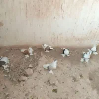 کفتر پشتی پرپا و پالیسک و پلاکی مناسب برای هوا|پرنده|تربت‌حیدریه, یحیی آباد|دیوار