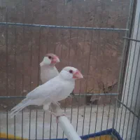 یک جفت فنج نرگسی نروماده نر ایزابل ماده شکلاتی|پرنده|قم, انسجام|دیوار