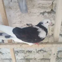 ماده لک دوش|پرنده|قم, انسجام|دیوار