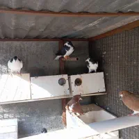 تعدادی کبوتر رنگی
