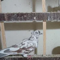 کبوتر پرشی|پرنده|شهریار, شهریار|دیوار