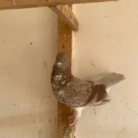 کبوتر|پرنده|رشت, پیله داربن|دیوار