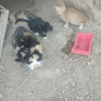 گربه ماده نیاز به درمان فوری