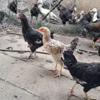 فروش مرغ تخمگذار و نیمچه خروس|حیوانات مزرعه|رضوانشهر, |دیوار