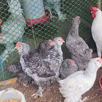 نیمچه فقط خروس مرندی و برهما بلو لایت